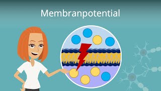 Membranpotential einfach erklärt [upl. by Eevets147]