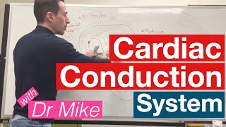 Cardiac Conduction System  Cardiology [upl. by Ylaek]