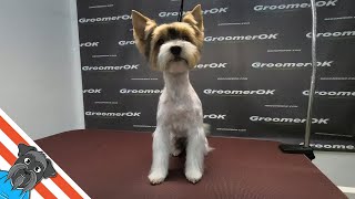 Biewer terrier haircuts  Grooming in 5 minutes [upl. by Frans]