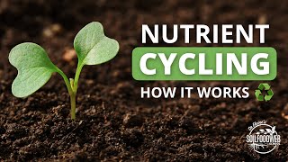 Nutrient Cycling  Soil Food Web School [upl. by Giovanna]