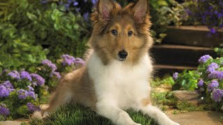 Sheltie Dog  Top 10 Shetland Sheepdog Facts [upl. by Anaibib]