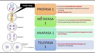 Sains Tingkatan 4 KSSM I BAB 5 I Proses Mitosis dan Meiosis Ringkasan [upl. by Sedinoel]