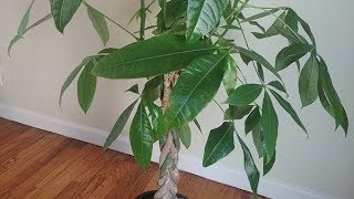 Propagating Money Tree in Water  Part 1 [upl. by Venn]