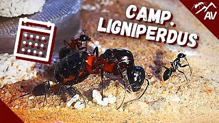 Camponotus Ligniperdus  Carpenter Ant Colony Update 2021 [upl. by Leidgam]