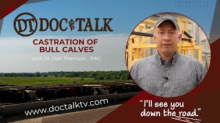 DocTalk Ep 318  Castration of Bull Calves [upl. by Richmound]