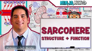 Musculoskeletal System  Sarcomere Structure Actin amp Myosin [upl. by Berry828]