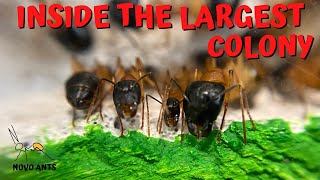 Inside a large ant colony  Camponotus consobrinus colony update [upl. by Teilo]