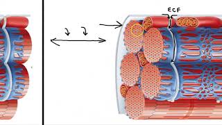 Sarcoplasmic Reticulum and T Tubules [upl. by Eneluqcaj127]