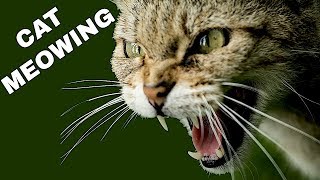 Cat Sound Effect  Cat Meowing [upl. by Ysle]