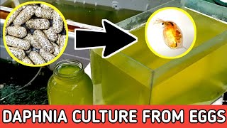 HOW TO HATCH DAPHNIA EGGS  HOW TO CULTURE DAPHNIA [upl. by Gustie]