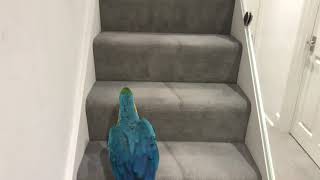 Parrot On A Mission To His Room  Mikey The Macaw [upl. by Zobkiw]