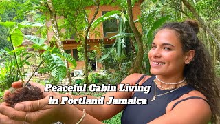 Peaceful Cabin living in Portland Jamaica 🇯🇲 ASMR [upl. by Enitsirhk948]