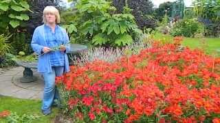 How To Deadhead Alstroemeria Peruvian Lily [upl. by Soinski]