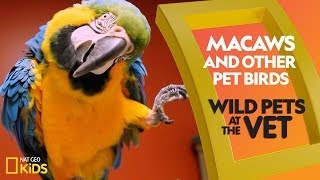 Macaws and Other Pet Birds  Wild Pets at the Vet [upl. by Llenrag]