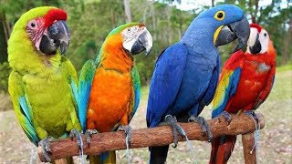 8 Most Beautiful Macaws on Planet Earth [upl. by Brittney]