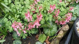 Corydalis solida cultivation  wonderful pink flowers in the shade [upl. by Pengelly]