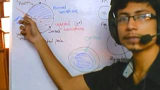 Developmental biology part 1  introduction and grey crescent formation [upl. by Ingham865]