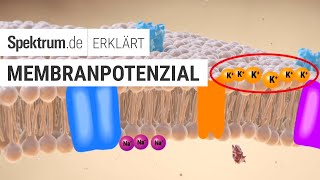 Membranpotenzial Spektrum erklärt [upl. by Shanna]