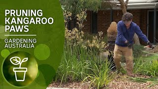 How to prune kangaroo paws [upl. by Danete]