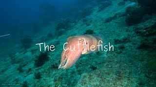 Masters Of Camouflage The Cuttlefish [upl. by Lertnom]