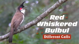 Red whiskered bulbul singing different songs [upl. by Hardner]