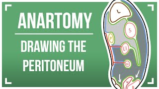 Drawing The Peritoneum [upl. by Weinshienk616]