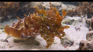 Cuttlefish Camouflage [upl. by Ahtis145]