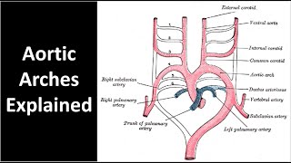 Aortic Arches Explained [upl. by Frey]