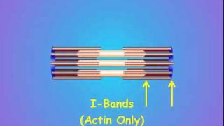 2 Sarcomere Structure [upl. by Nerine]