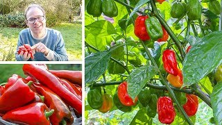 Growing Peppers from Sowing to Harvest [upl. by Clausen]