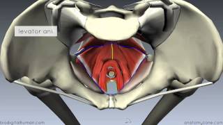 Pelvic Floor Part 1  The Pelvic Diaphragm  3D Anatomy Tutorial [upl. by Temirf678]