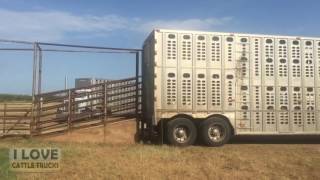 Loading cattle in Archer City Texas [upl. by Ertemed]