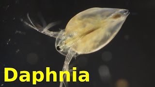 Daphnia [upl. by Isbel435]