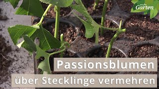 Passionsblumen über Stecklinge vermehren So gehts  MDR [upl. by Warchaw916]