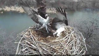 Osprey Nest Attack [upl. by Trilley397]