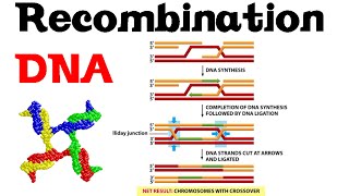 DNA recombination basic [upl. by Julia859]