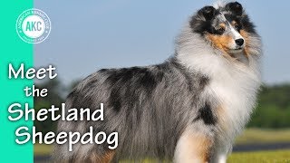 Meet the Shetland Sheepdog [upl. by Gifford]