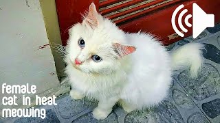 FEMALE CAT IN HEAT MEOWING TO MALE  PRANK YOUR PETS [upl. by Cornell68]