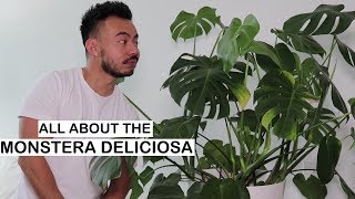 Monstera Deliciosa Care  Repotting  House Plants [upl. by Atekram]