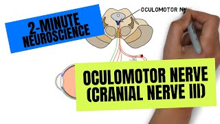 Physiology of Olfaction  Neurology [upl. by Nilde]