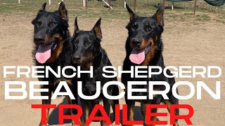 BEAUCERON  French Shepherd Dogs Trailer DogCastTV [upl. by Ykcin]