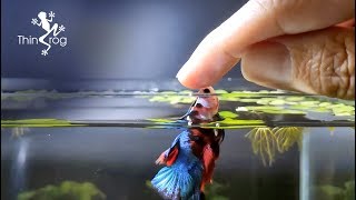 Betta Fish Male VS Female in High Jump [upl. by Germaine642]