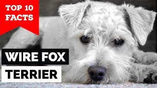 Wire Fox Terrier  Top 10 Facts Hunting Dog [upl. by Nya]