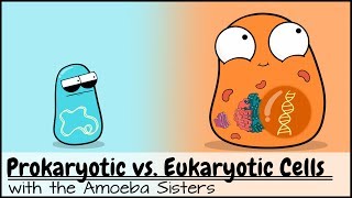 Prokaryotic vs Eukaryotic Cells Updated [upl. by Nirak]