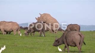 Rhinoceros Copulation Surrounded By Bufflalos Kenya1 [upl. by Hsiri]