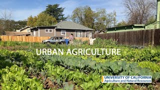 Urban Agriculture in California [upl. by Ardehs]