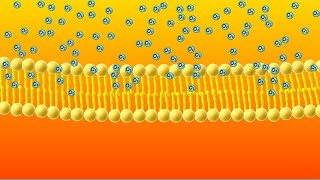 Diffusion Animation [upl. by Eohce]