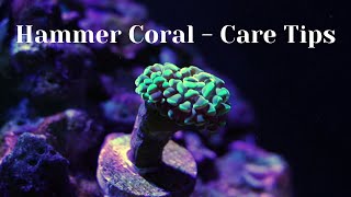 Hammer CoralEuphyllia  Care Tips [upl. by Engedus]