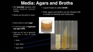 Lab Exercise 1 Introduction to Microbiology [upl. by Concha544]