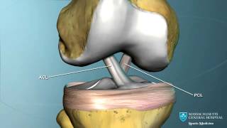 Part I Knee Anatomy [upl. by Einimod]